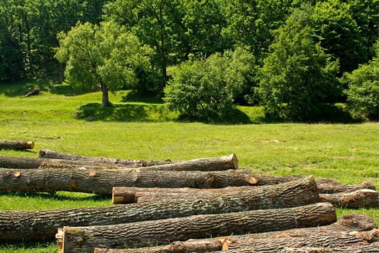 Manejo florestal sustentável: preservando o futuro das florestas!