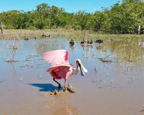 Bioética Ambiental e Responsabilidades - JAMP Brasil