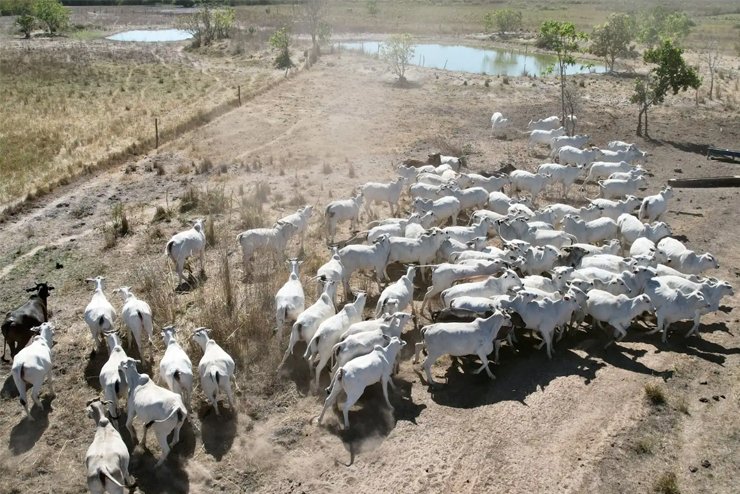Soluções para Gado Cria e Recria - JAMP Brasil