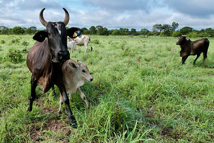 Soluções para Gado Cria e Recria - JAMP Brasil