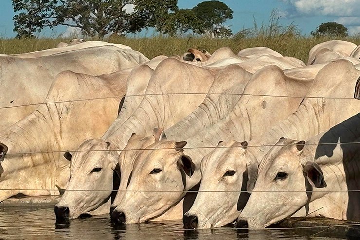 Soluções para Gado Cria e Recria - JAMP Brasil