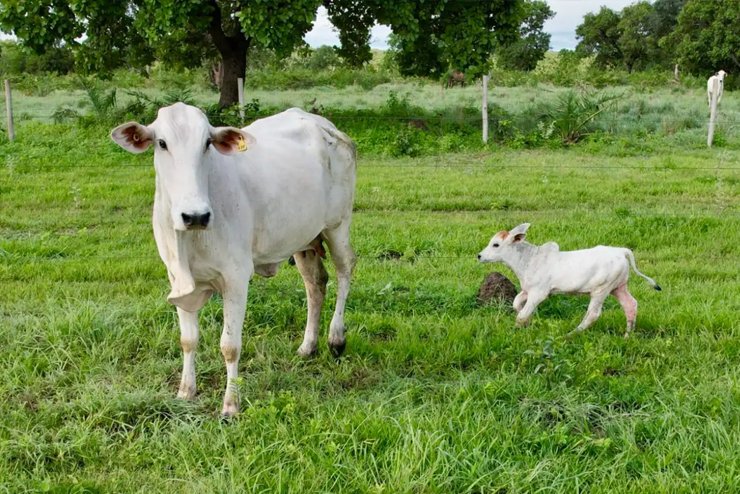 Soluções para Gado Cria e Recria - JAMP Brasil