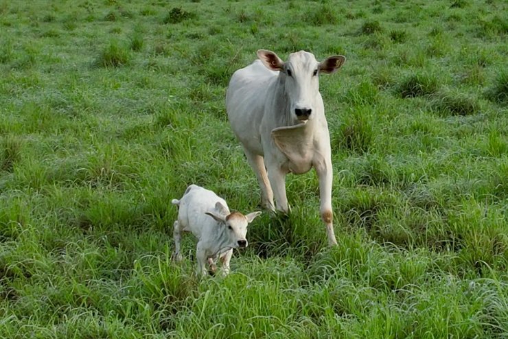 Soluções para Gado Cria e Recria - JAMP Brasil